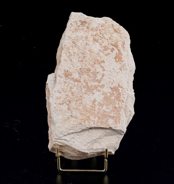 Due dettagliate lastre con pesci fossili  - Asta Antiquariato - Associazione Nazionale - Case d'Asta italiane