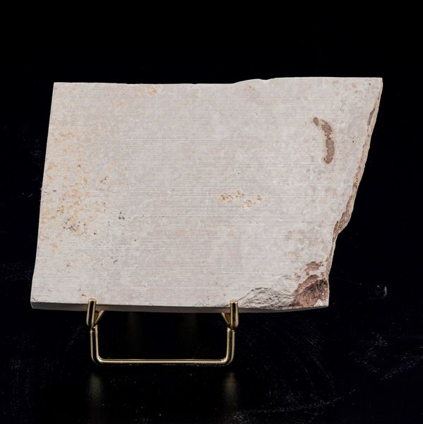 Due dettagliate lastre con pesci fossili  - Asta Antiquariato - Associazione Nazionale - Case d'Asta italiane