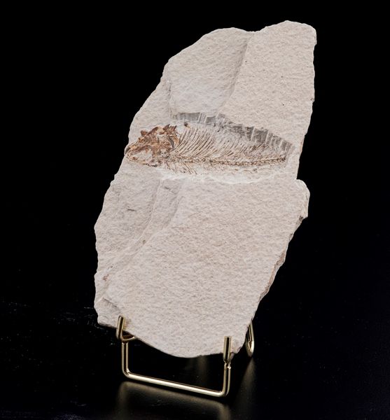 Due dettagliate lastre con pesci fossili  - Asta Antiquariato - Associazione Nazionale - Case d'Asta italiane