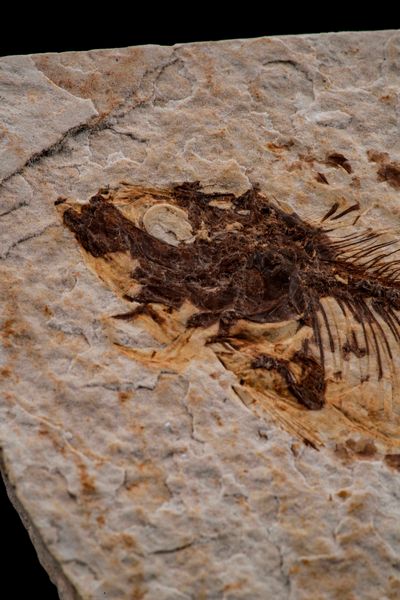 Due dettagliate lastre con pesci fossili  - Asta Antiquariato - Associazione Nazionale - Case d'Asta italiane