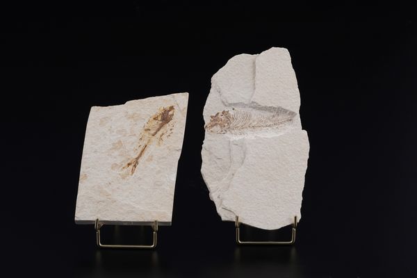 Due dettagliate lastre con pesci fossili  - Asta Antiquariato - Associazione Nazionale - Case d'Asta italiane