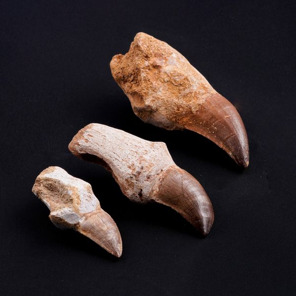 Tre imponenti denti di Mosasauro sp. con radici complete. Un dente grande di Mosasauro Hoffmanii (cretacico 145-66 milioni di anni), un dente grande di Prognathodon Anceps e un dente piccolo di Platecarpus Ptychodon<BR>Cretacico superiore (66 Milioni di anni ca.)  - Asta Antiquariato - Associazione Nazionale - Case d'Asta italiane
