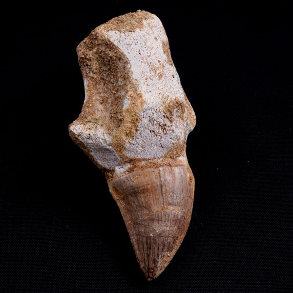 Tre imponenti denti di Mosasauro sp. con radici complete. Un dente grande di Mosasauro Hoffmanii (cretacico 145-66 milioni di anni), un dente grande di Prognathodon Anceps e un dente piccolo di Platecarpus Ptychodon<BR>Cretacico superiore (66 Milioni di anni ca.)  - Asta Antiquariato - Associazione Nazionale - Case d'Asta italiane