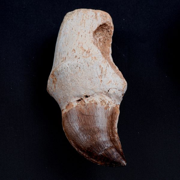 Tre imponenti denti di Mosasauro sp. con radici complete. Un dente grande di Mosasauro Hoffmanii (cretacico 145-66 milioni di anni), un dente grande di Prognathodon Anceps e un dente piccolo di Platecarpus Ptychodon<BR>Cretacico superiore (66 Milioni di anni ca.)  - Asta Antiquariato - Associazione Nazionale - Case d'Asta italiane