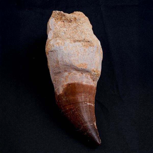 Tre imponenti denti di Mosasauro sp. con radici complete. Un dente grande di Mosasauro Hoffmanii (cretacico 145-66 milioni di anni), un dente grande di Prognathodon Anceps e un dente piccolo di Platecarpus Ptychodon<BR>Cretacico superiore (66 Milioni di anni ca.)  - Asta Antiquariato - Associazione Nazionale - Case d'Asta italiane