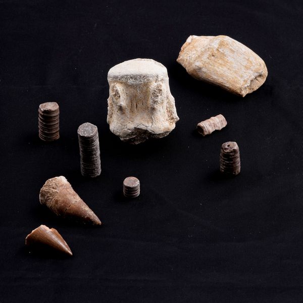 Mosasauro sp. Pezzi fossili. <BR>Due denti senza radica, una rdice di dente, una vertebra. <BR>(cretacico 145-66 milioni di anni)<BR>  - Asta Antiquariato - Associazione Nazionale - Case d'Asta italiane