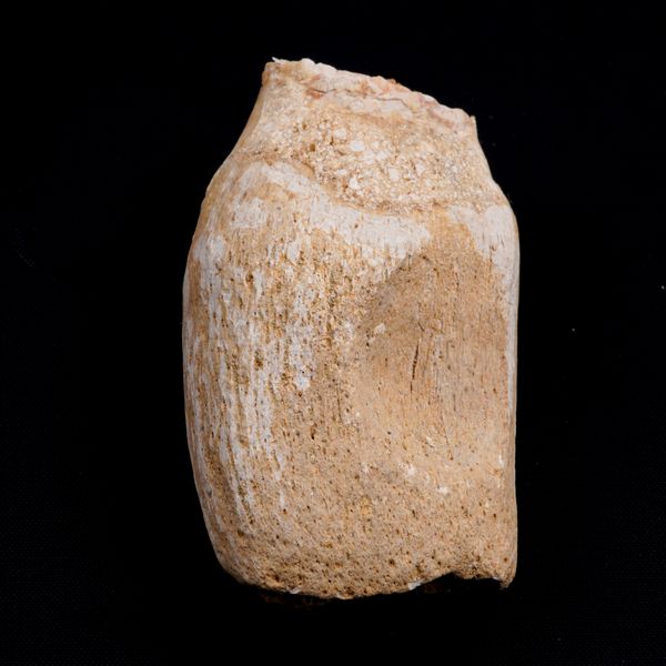 Mosasauro sp. Pezzi fossili. <BR>Due denti senza radica, una rdice di dente, una vertebra. <BR>(cretacico 145-66 milioni di anni)<BR>  - Asta Antiquariato - Associazione Nazionale - Case d'Asta italiane