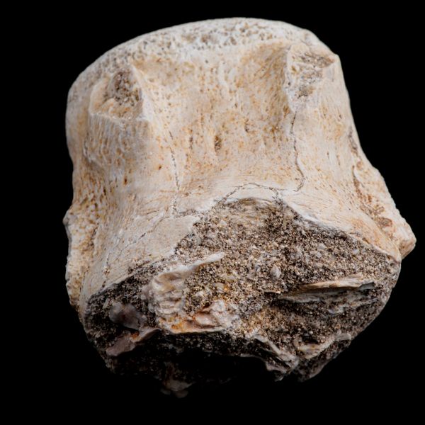 Mosasauro sp. Pezzi fossili. <BR>Due denti senza radica, una rdice di dente, una vertebra. <BR>(cretacico 145-66 milioni di anni)<BR>  - Asta Antiquariato - Associazione Nazionale - Case d'Asta italiane