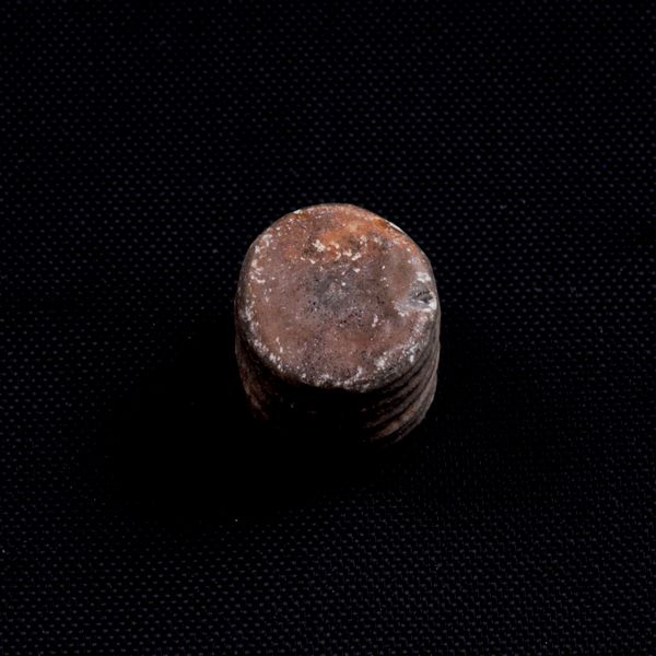 Mosasauro sp. Pezzi fossili. <BR>Due denti senza radica, una rdice di dente, una vertebra. <BR>(cretacico 145-66 milioni di anni)<BR>  - Asta Antiquariato - Associazione Nazionale - Case d'Asta italiane