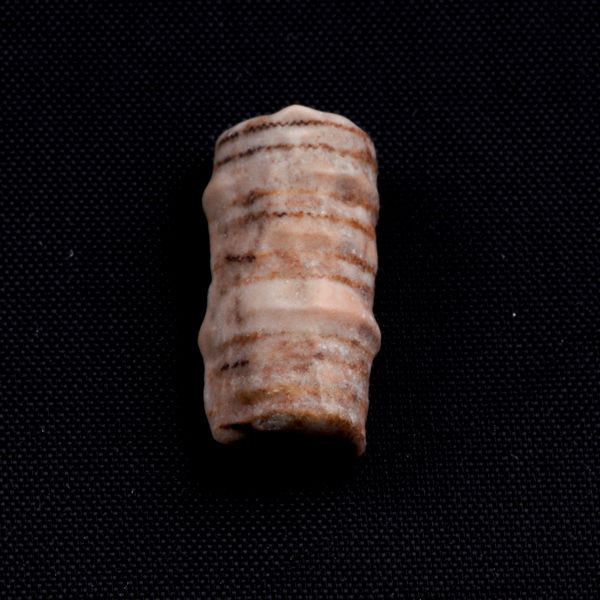 Mosasauro sp. Pezzi fossili. <BR>Due denti senza radica, una rdice di dente, una vertebra. <BR>(cretacico 145-66 milioni di anni)<BR>  - Asta Antiquariato - Associazione Nazionale - Case d'Asta italiane