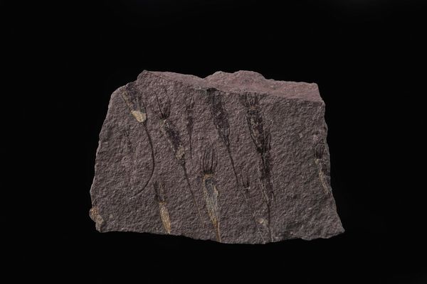 Rarissima lastra con Crinoidi fossili del periodo Cambriano  - Asta Antiquariato - Associazione Nazionale - Case d'Asta italiane