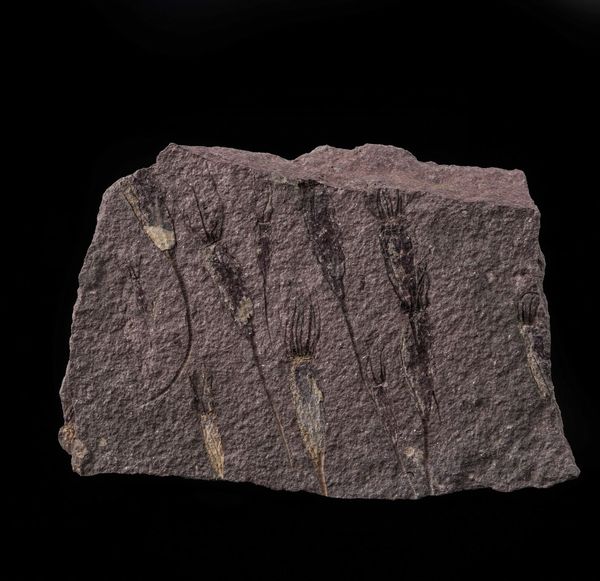 Rarissima lastra con Crinoidi fossili del periodo Cambriano  - Asta Antiquariato - Associazione Nazionale - Case d'Asta italiane
