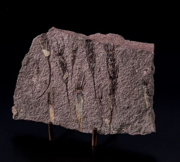 Rarissima lastra con Crinoidi fossili del periodo Cambriano  - Asta Antiquariato - Associazione Nazionale - Case d'Asta italiane