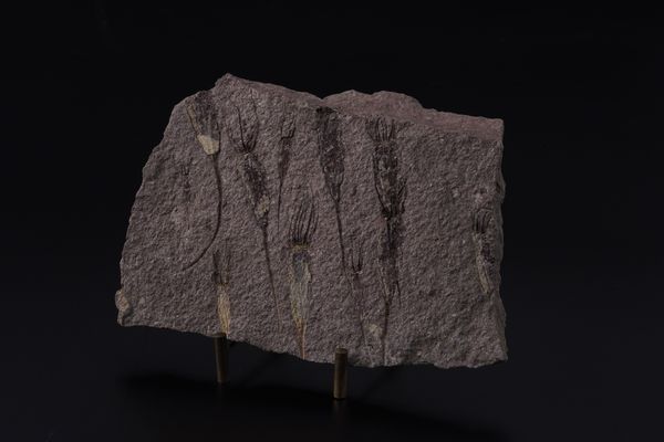 Rarissima lastra con Crinoidi fossili del periodo Cambriano  - Asta Antiquariato - Associazione Nazionale - Case d'Asta italiane