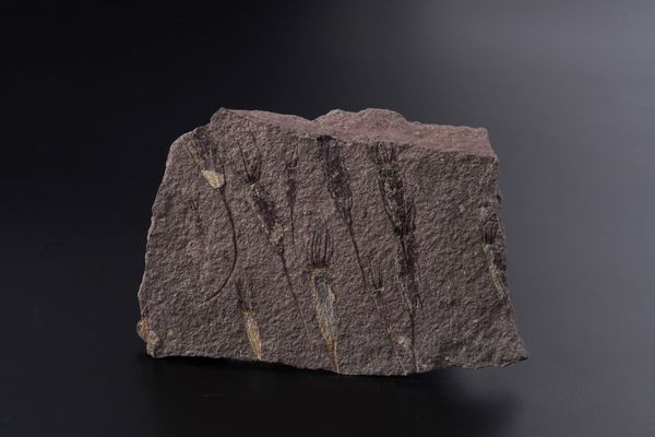 Rarissima lastra con Crinoidi fossili del periodo Cambriano  - Asta Antiquariato - Associazione Nazionale - Case d'Asta italiane