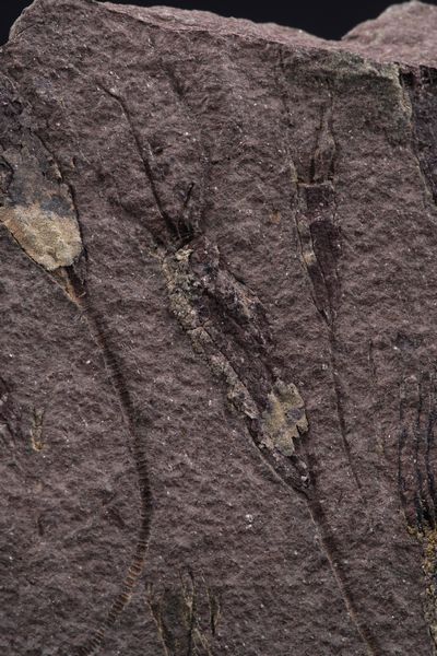 Rarissima lastra con Crinoidi fossili del periodo Cambriano  - Asta Antiquariato - Associazione Nazionale - Case d'Asta italiane