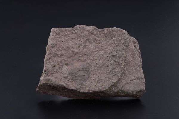 Rarissima lastra con Crinoidi fossili del periodo Cambriano  - Asta Antiquariato - Associazione Nazionale - Case d'Asta italiane