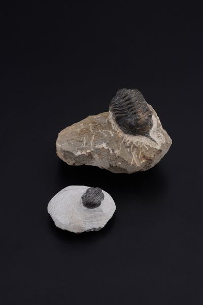 Due trilobiti. Uno della specie MOROCCONITES MALLADOIDES e uno della specie MOROCOPS OVATUS<BR>DevonianO (419.2 - 358.9 milioni di anni)  - Asta Antiquariato - Associazione Nazionale - Case d'Asta italiane