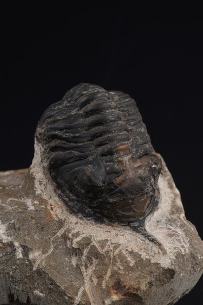 Due trilobiti. Uno della specie MOROCCONITES MALLADOIDES e uno della specie MOROCOPS OVATUS<BR>DevonianO (419.2 - 358.9 milioni di anni)  - Asta Antiquariato - Associazione Nazionale - Case d'Asta italiane