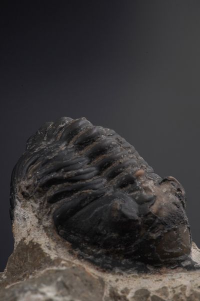 Due trilobiti. Uno della specie MOROCCONITES MALLADOIDES e uno della specie MOROCOPS OVATUS<BR>DevonianO (419.2 - 358.9 milioni di anni)  - Asta Antiquariato - Associazione Nazionale - Case d'Asta italiane