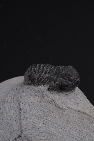 Due trilobiti. Uno della specie MOROCCONITES MALLADOIDES e uno della specie MOROCOPS OVATUS<BR>DevonianO (419.2 - 358.9 milioni di anni)  - Asta Antiquariato - Associazione Nazionale - Case d'Asta italiane