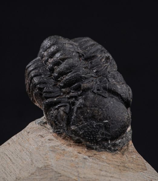 Raro Trilobite (Morocops Ovatus)<BR>Devoniano - Eifeliano (394 milioni di anni ca.)  - Asta Antiquariato - Associazione Nazionale - Case d'Asta italiane