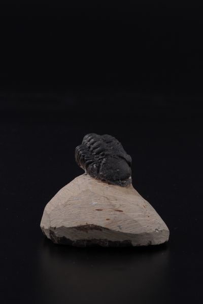 Raro Trilobite (Morocops Ovatus)<BR>Devoniano - Eifeliano (394 milioni di anni ca.)  - Asta Antiquariato - Associazione Nazionale - Case d'Asta italiane