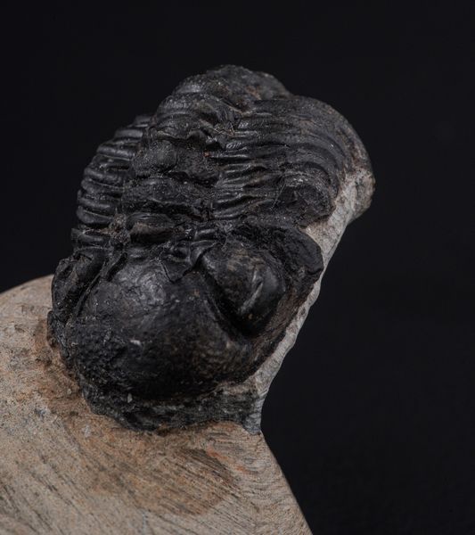 Raro Trilobite (Morocops Ovatus)<BR>Devoniano - Eifeliano (394 milioni di anni ca.)  - Asta Antiquariato - Associazione Nazionale - Case d'Asta italiane