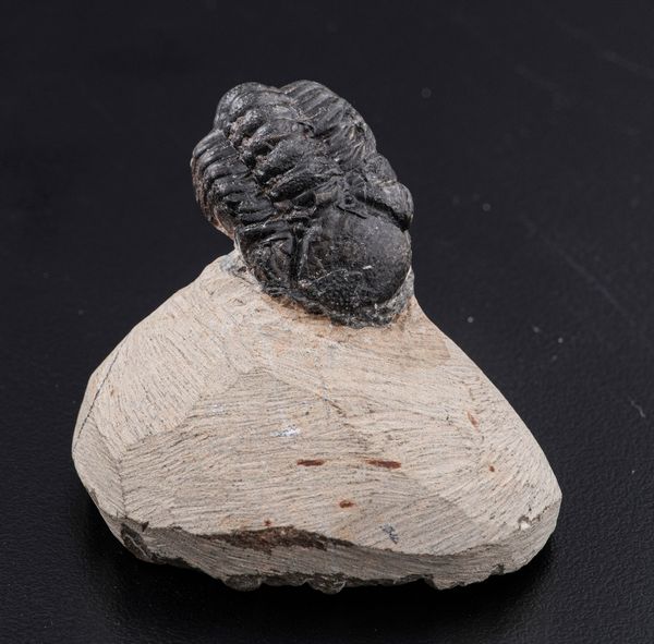 Raro Trilobite (Morocops Ovatus)<BR>Devoniano - Eifeliano (394 milioni di anni ca.)  - Asta Antiquariato - Associazione Nazionale - Case d'Asta italiane