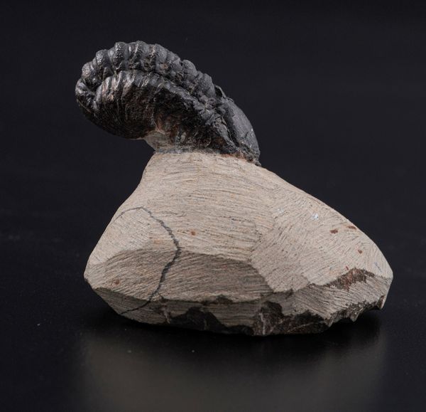 Raro Trilobite (Morocops Ovatus)<BR>Devoniano - Eifeliano (394 milioni di anni ca.)  - Asta Antiquariato - Associazione Nazionale - Case d'Asta italiane