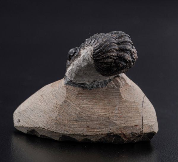 Raro Trilobite (Morocops Ovatus)<BR>Devoniano - Eifeliano (394 milioni di anni ca.)  - Asta Antiquariato - Associazione Nazionale - Case d'Asta italiane