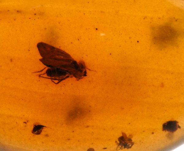 Tre pezzi di ambra Birmana (Myanmar), due con inclusioni di Nematocera (moscerino) e uno con inclusioni di Coleoptera (coleottero)  - Asta Antiquariato - Associazione Nazionale - Case d'Asta italiane