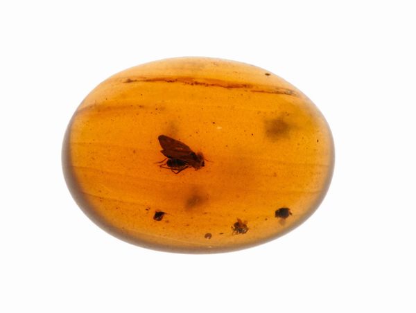 Tre pezzi di ambra Birmana (Myanmar), due con inclusioni di Nematocera (moscerino) e uno con inclusioni di Coleoptera (coleottero)  - Asta Antiquariato - Associazione Nazionale - Case d'Asta italiane