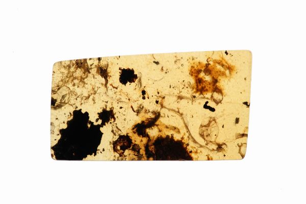 Tre pezzi di ambra Birmana (Myanmar), due con inclusioni di Nematocera (moscerino) e uno con inclusioni di Coleoptera (coleottero)  - Asta Antiquariato - Associazione Nazionale - Case d'Asta italiane