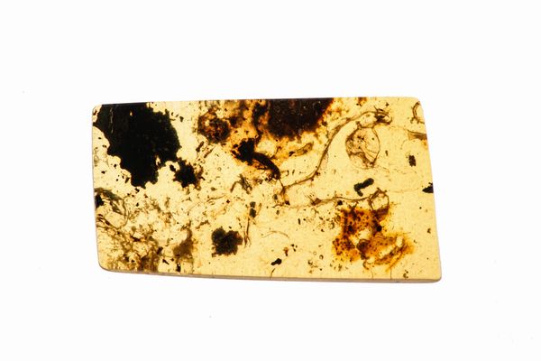 Tre pezzi di ambra Birmana (Myanmar), due con inclusioni di Nematocera (moscerino) e uno con inclusioni di Coleoptera (coleottero)  - Asta Antiquariato - Associazione Nazionale - Case d'Asta italiane