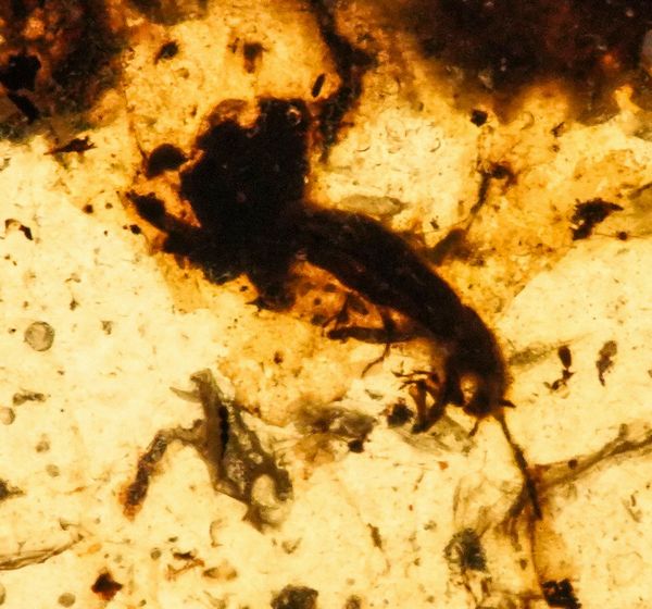 Tre pezzi di ambra Birmana (Myanmar), due con inclusioni di Nematocera (moscerino) e uno con inclusioni di Coleoptera (coleottero)  - Asta Antiquariato - Associazione Nazionale - Case d'Asta italiane