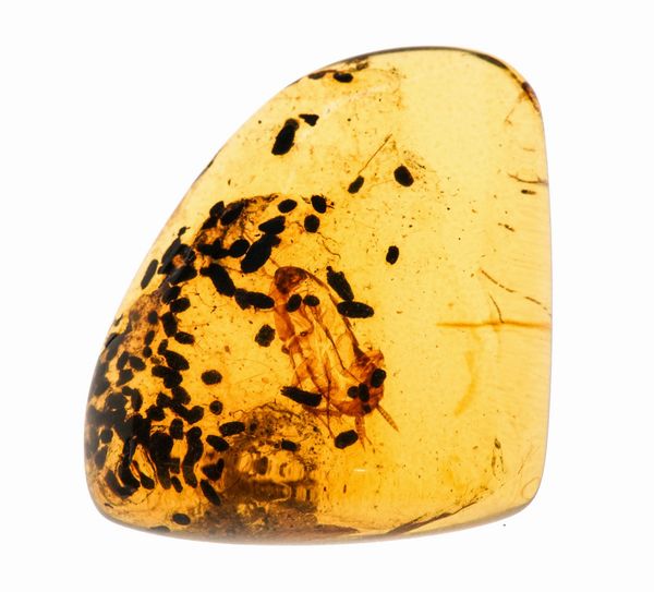 Ambra Birmana (Myanmar) a forma di cabochon, con inclusioni di Blattodea (Scarafaggio) e altri piccoli organismi  - Asta Antiquariato - Associazione Nazionale - Case d'Asta italiane