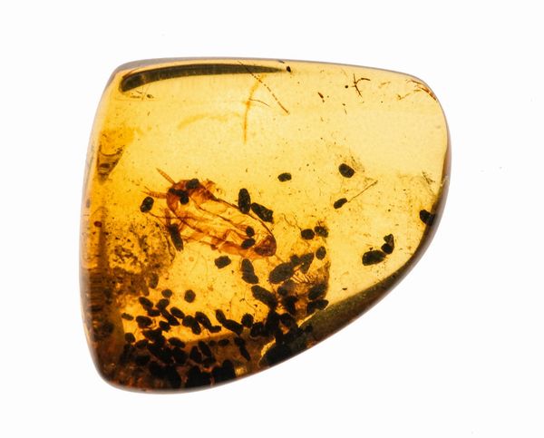 Ambra Birmana (Myanmar) a forma di cabochon, con inclusioni di Blattodea (Scarafaggio) e altri piccoli organismi  - Asta Antiquariato - Associazione Nazionale - Case d'Asta italiane