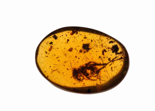 Ambra Birmana (Myanmar), con inclusioni di Fulgoroidea (insetti dell'ordine dei Rincoti Omotteri) e altri piccoli organismi  - Asta Antiquariato - Associazione Nazionale - Case d'Asta italiane