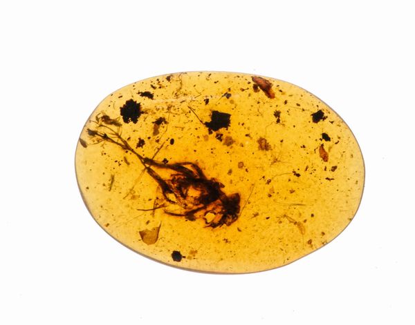 Ambra Birmana (Myanmar), con inclusioni di Fulgoroidea (insetti dell'ordine dei Rincoti Omotteri) e altri piccoli organismi  - Asta Antiquariato - Associazione Nazionale - Case d'Asta italiane