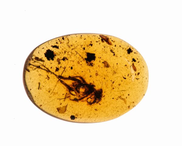 Ambra Birmana (Myanmar), con inclusioni di Fulgoroidea (insetti dell'ordine dei Rincoti Omotteri) e altri piccoli organismi  - Asta Antiquariato - Associazione Nazionale - Case d'Asta italiane