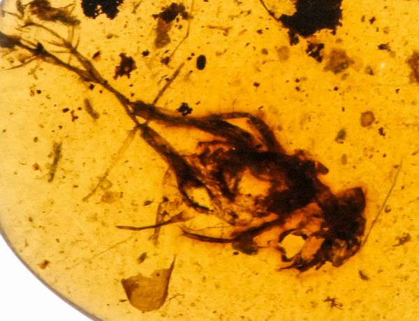 Ambra Birmana (Myanmar), con inclusioni di Fulgoroidea (insetti dell'ordine dei Rincoti Omotteri) e altri piccoli organismi  - Asta Antiquariato - Associazione Nazionale - Case d'Asta italiane