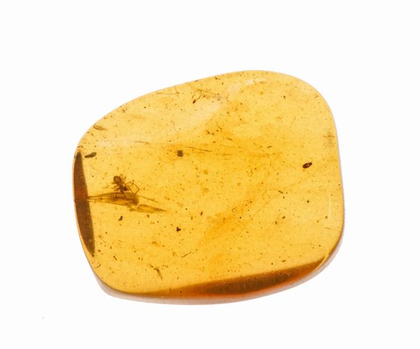 Ambra baltica Lithuania (?) con inclusione Araneae - Araneida (Ragno)  - Asta Antiquariato - Associazione Nazionale - Case d'Asta italiane