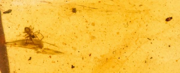 Ambra baltica Lithuania (?) con inclusione Araneae - Araneida (Ragno)  - Asta Antiquariato - Associazione Nazionale - Case d'Asta italiane