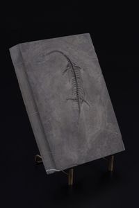 Impressionante lastra con Keichosauro del periodo Triassico  - Asta Antiquariato - Associazione Nazionale - Case d'Asta italiane