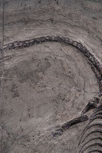 Impressionante lastra con Keichosauro del periodo Triassico  - Asta Antiquariato - Associazione Nazionale - Case d'Asta italiane