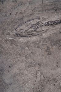 Impressionante lastra con Keichosauro del periodo Triassico  - Asta Antiquariato - Associazione Nazionale - Case d'Asta italiane