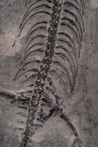 Impressionante lastra con Keichosauro del periodo Triassico  - Asta Antiquariato - Associazione Nazionale - Case d'Asta italiane