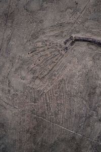 Impressionante lastra con Keichosauro del periodo Triassico  - Asta Antiquariato - Associazione Nazionale - Case d'Asta italiane