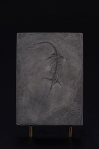 Impressionante lastra con Keichosauro del periodo Triassico  - Asta Antiquariato - Associazione Nazionale - Case d'Asta italiane